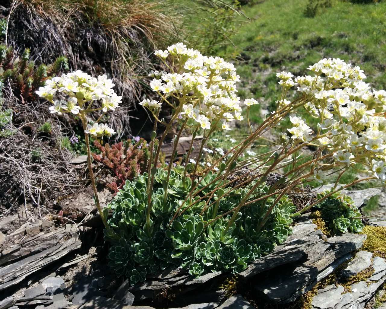 Saxifraga paniculata / Sassifraga delle rocce